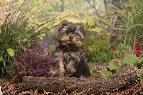 13132126. Yorkshire Terrier puppy outdoors in Autumn Date