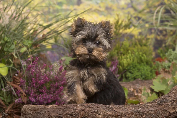 13132127. Yorkshire Terrier puppy outdoors in Autumn Date