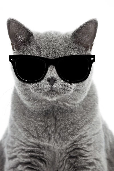 13132253. Blue British Shorthair Cat, 6 months old wearing sunglasses Date