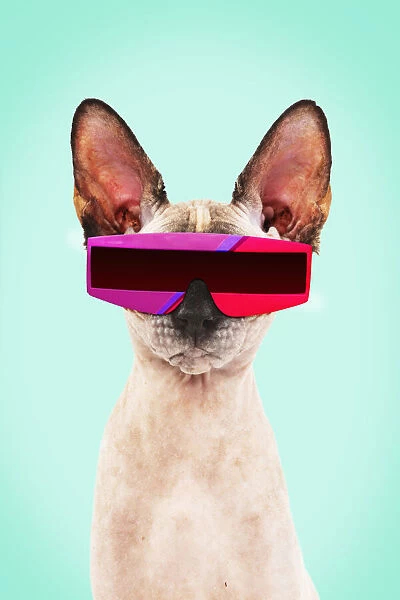 13132256. Sphynx Cat, wearing futuristic sunglasses Date
