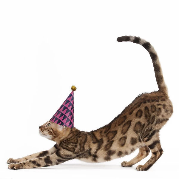 13132266. Cat - Bengal stretching and wearing a party hat Date
