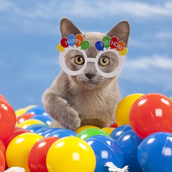 13132273. Cat - Burmese Blue - 3 month old kitten playing with coloured balls Date