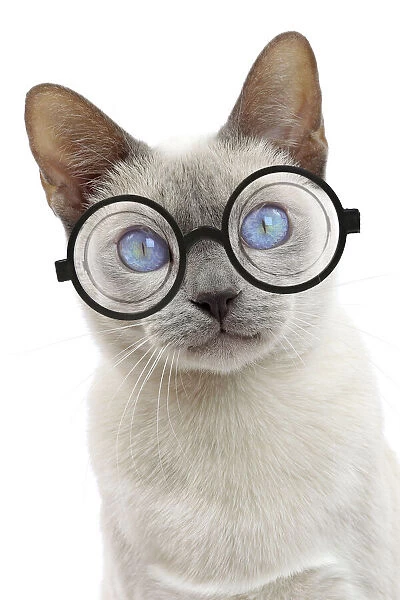 13132300. Cat - Tonkinese wearing glasses Date