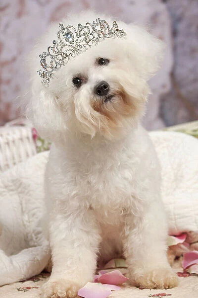13132441. Dog - Bichon Frise wearing a tiara Date