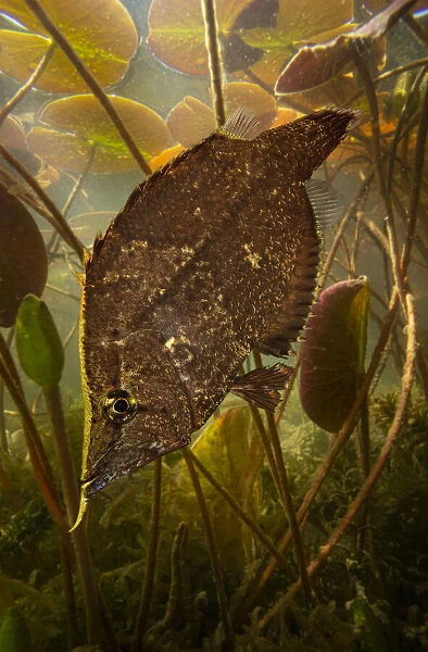 13132574. Amazon leaffish, Monocirrhus polyacanthus