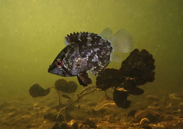 13132575. Amazon leaffish, Monocirrhus polyacanthus, swimming alongside dead leafs 