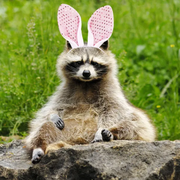 13132623. Raccoon with bunny ears Date 31 03 2020