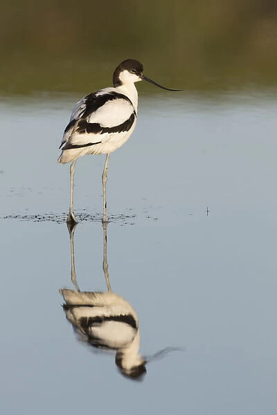 13132632. Avocet - bird in shallow water - Germany Date