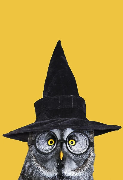 13132697. Great Grey Owl, wearing witches hat and glasses Date