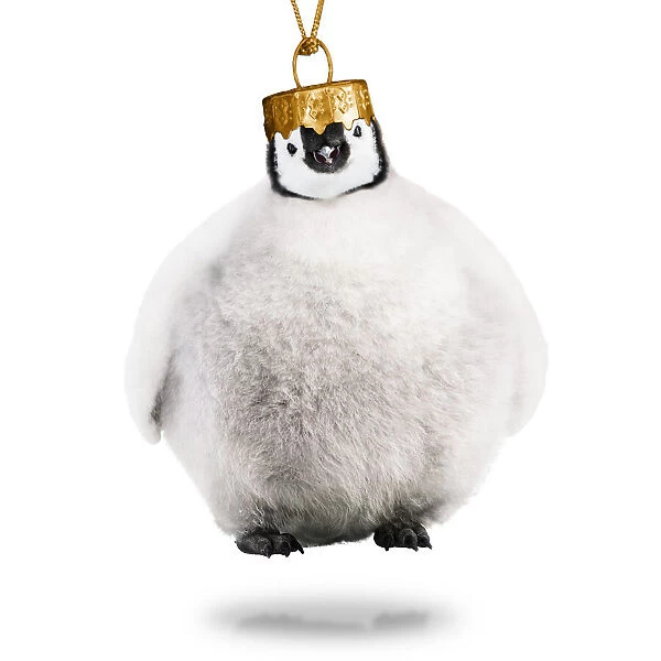 13132700. Emperor Penguin, Christmas bauble Date