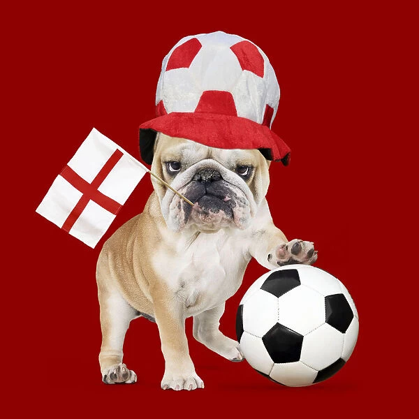 A-024-M. Bulldog - with football & England flag Date