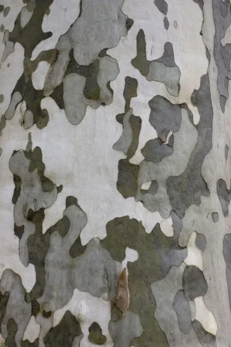 Framed Print : Plane Tree Bark Print