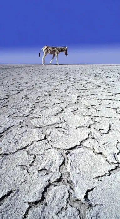 Framed Print : Zebra Print in Drought Landscape Framed Print : Zebra Print in Drought Landscape