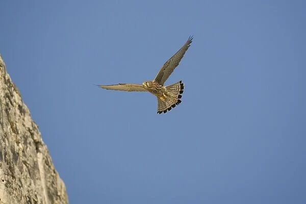 Adult female Lesser Kestrel In flight - Tarifa Spain April