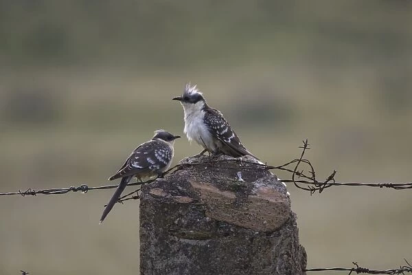 Adult Great Spotted Cuckoos Extremadura Spain April