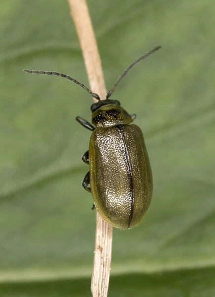 Adult Heather Beetle - Damages native Heather in Scotland Location: Scotland, UK