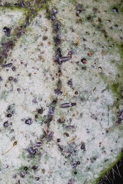 Adult and larval thrips on leaf, showing characteristic silvering of leaf surface due to their feeding activities. Grahamstown, Eastern Cape, South Africa