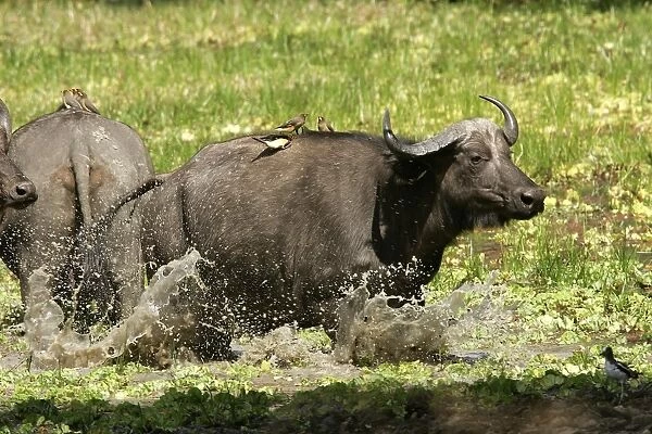 African Buffalo - in water with Yellow-billed Oxpecker. South Langwa Valley - Zambia - Africa