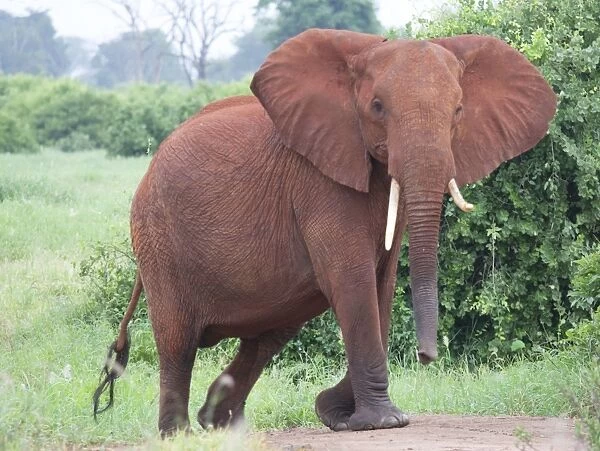 African Elephant - Covered in red Tsavo dust - Tsavo East National Park Kenya