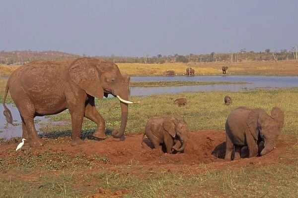 African Elephant. Family enjoying a mud hole. Africa