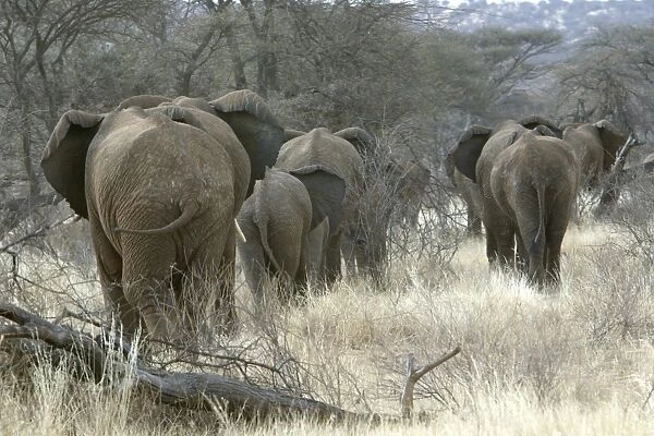African Elephant - herd heading to woodland. Kenya - Africa