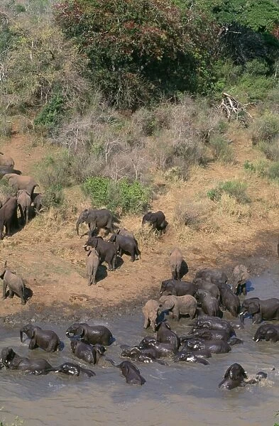 African Elephant - herds meeting to drink / bathe Hluhluwe River Hluhluwe-Umfolozi Gamre Reserve, Natal, South Africa