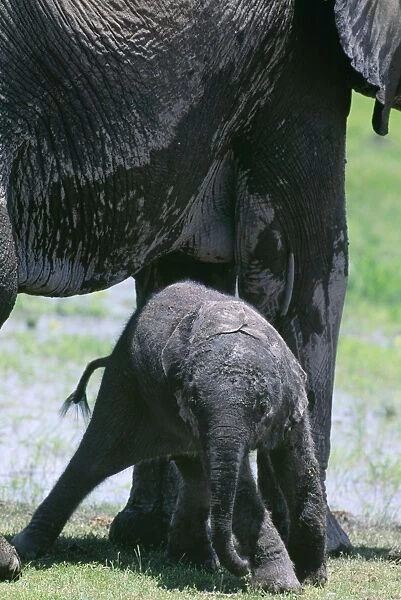 African Elephant - with new born (2 hours old) surrounded by mother & 'aunts'. Amboseli National Park, Kenya, Africa