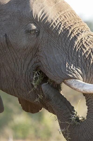 African Elephant - putting food in mouth - Mashatu Game Reserve - Botswana