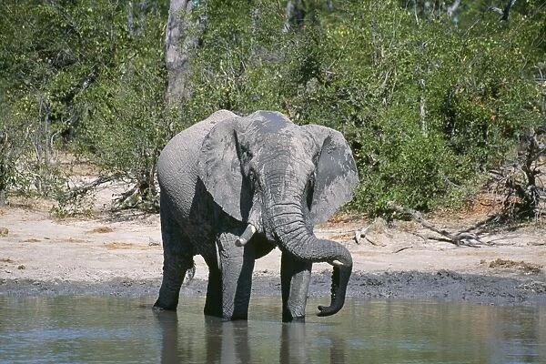 African Elephant - resting trunk on tusk Chobe National Park, Botswana, Africa