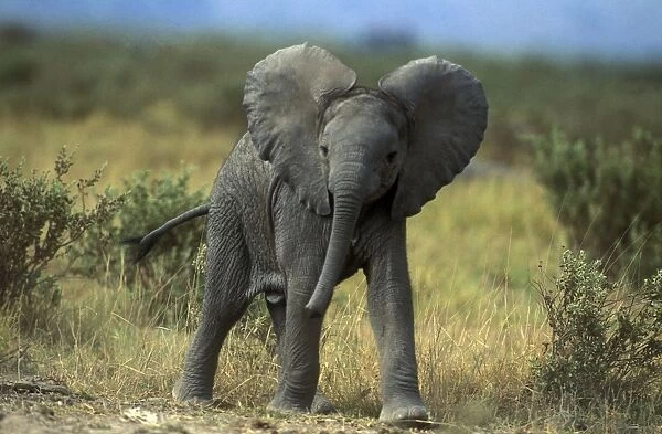 African Elephant Young
