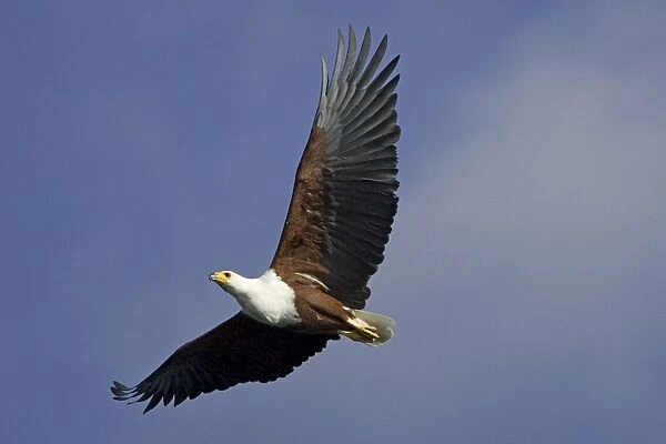African Fish Eagle - in flight - Ngamba Island, Lake Victoria, Uganda