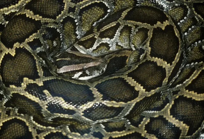 Framed Print : African Rock Python - Coiled Print