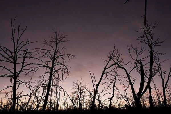 After-effects of major forest fire in Mesa Verde National Park. Burnt pines etc. at sunset. Colorado, USA