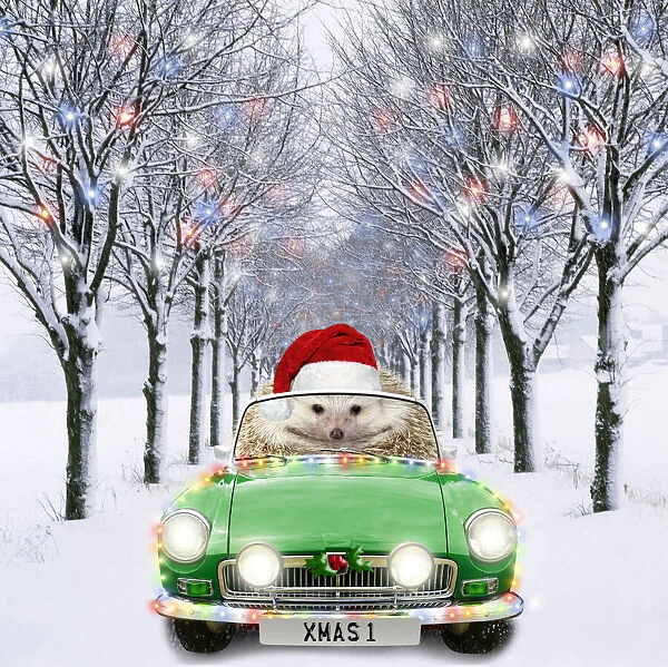 AL-2045. Hedgehog in sports car driving down tree-lined avenue with Christmas lights Date