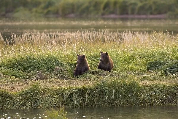 Alaskan Brown Bear - cubs sitting in tall grass by waters edge - Katmai National Park, Alaska