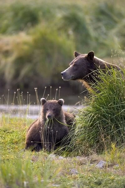 Alaskan Brown Bear - eating grass - Katmai National Park, AK