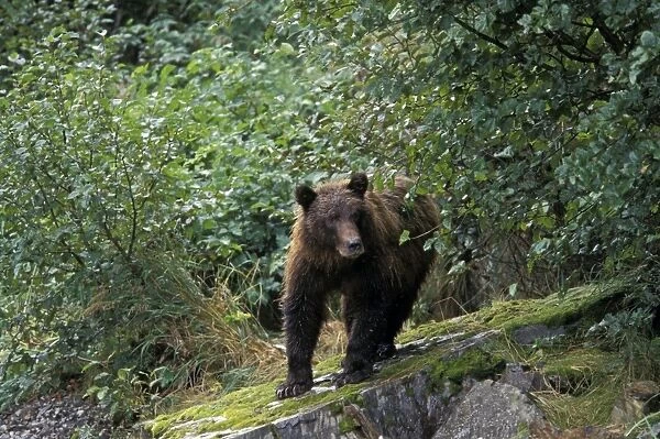 Alaskan Brown Bear - Katmai National Park, Alaska