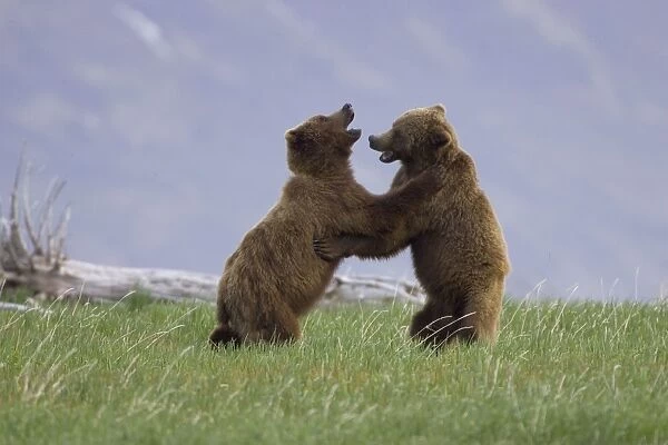 Alaskan Brown Bear - males sparring - Katmai National Park, AK