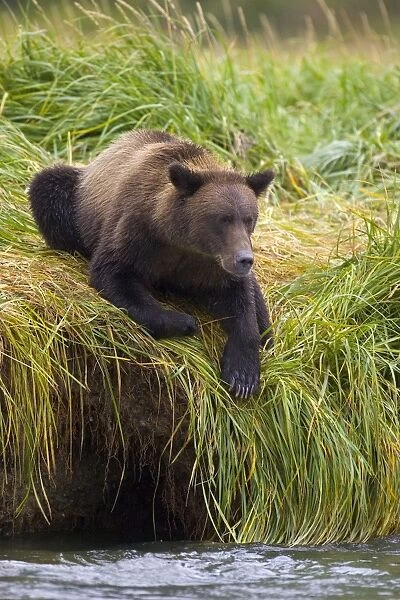 Alaskan Brown Bear - at waters edge - Katmai National Park, Alaska