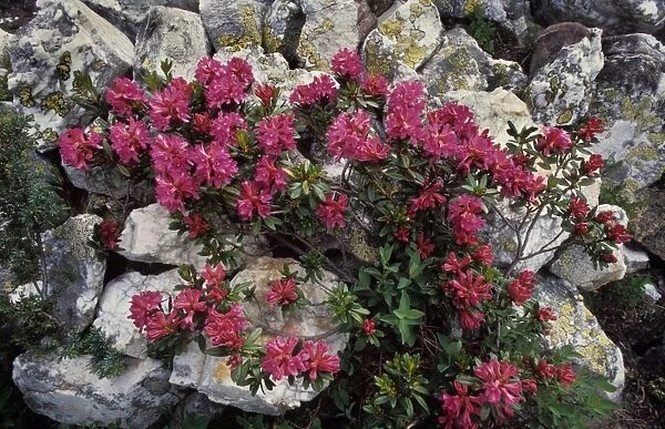 Alpine-rose on rocks - Ecrin, French Alps