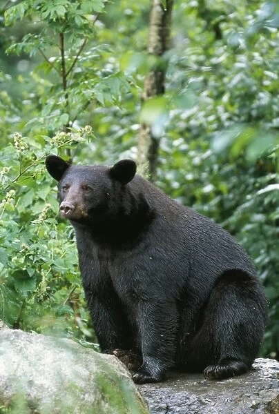 American Black Bear Minnesota, USA