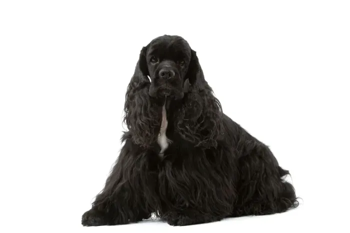 Framed Print : American Cocker Spaniel - black Print by Ardea