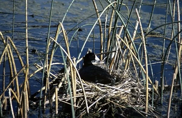 American Coot - on nest