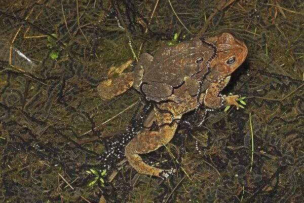 American Toad (Bufo americanus) - Pair in amplexus - Female laying eggs - New York - USA - 'Hop toad' - Widespread and abundant in eastern United States and Canada - Found in suburban backyards to woodland