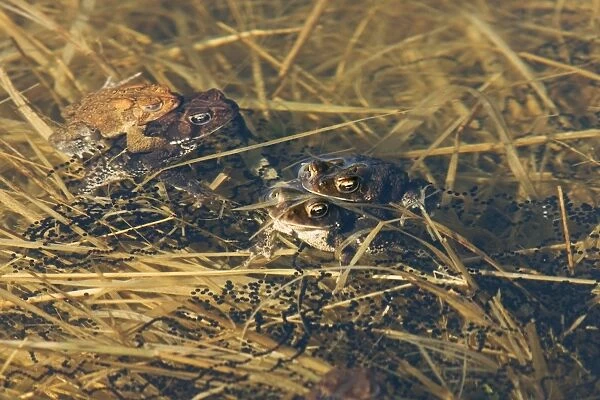 American Toad - Mating in Spring - Connecticut USA