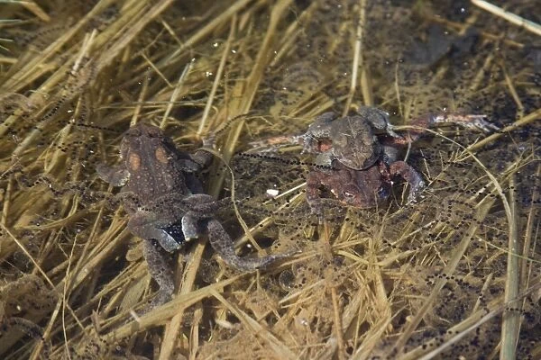 American Toads mating. Connecticut in early April, USA