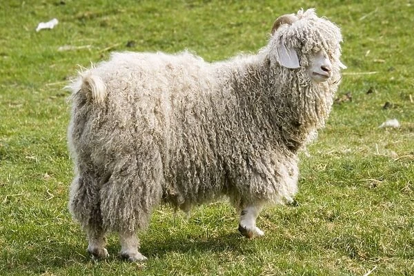 Angora Goat - Rare Breed Trust Cotswold Farm Park Temple Guiting near Stow on the Wold UK. Originating in the Angora regio of Asia Minor (now Turkey) Angora goats date back to the time of Moses around 1500 BC and brought to Europe in the mid 1500s