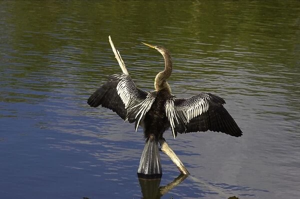 Anhinga - Drying wings Everglades National Park, Florida, USA BI000037