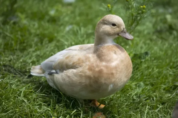 Apricot call duck. Modern Apricot call ducks have a blue