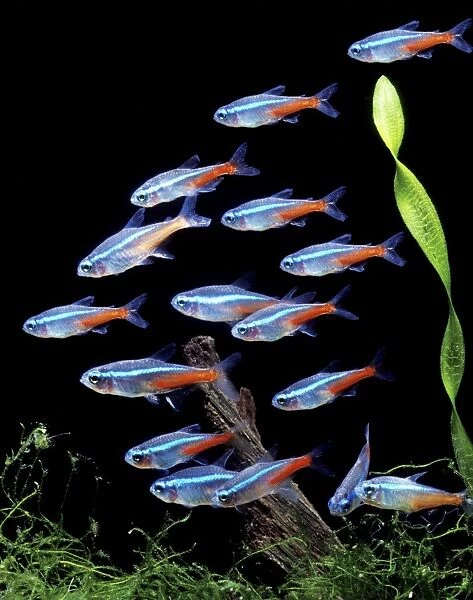 Aquarium Fish - Neon Tetra